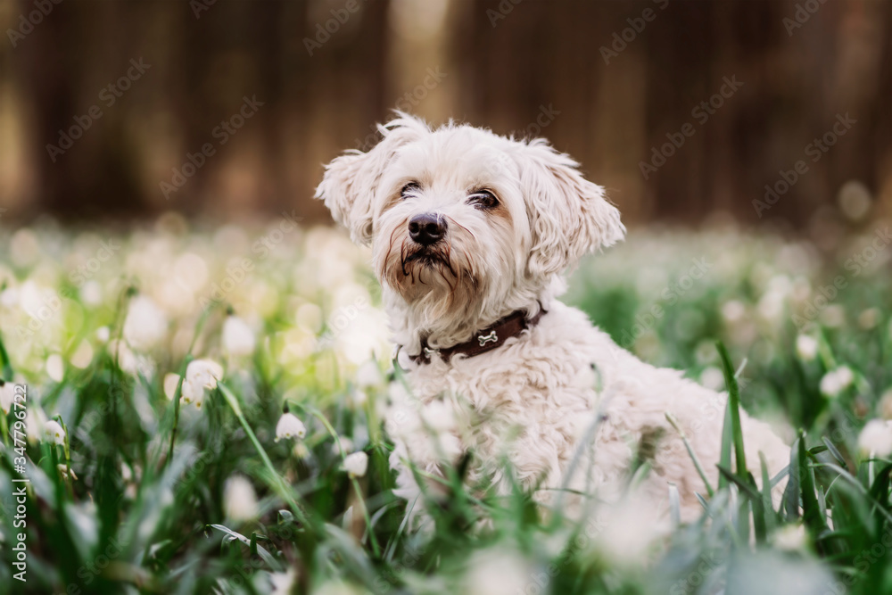 Havaneser-Malteser Mischlingshund sitzt zwischen Schneeglöckchen im Frühling