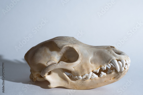 Dog skull on white background