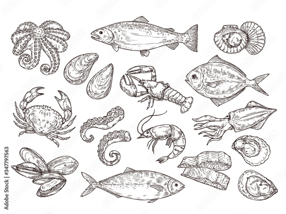 Seafood sketch. Vintage fish, drawing food. Delicious shrimp, shell squid. Sea cuisine, grilled crab calamari. Fresh raw market vector set. Seafood ocean, fish shrimp, shellfish mollusk illustration