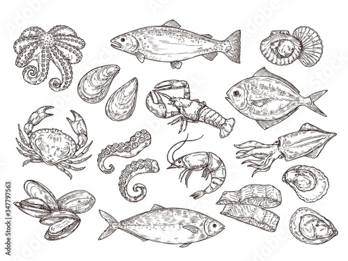 Seafood sketch. Vintage fish, drawing food. Delicious shrimp, shell squid. Sea cuisine, grilled crab calamari. Fresh raw market vector set. Seafood ocean, fish shrimp, shellfish mollusk illustration