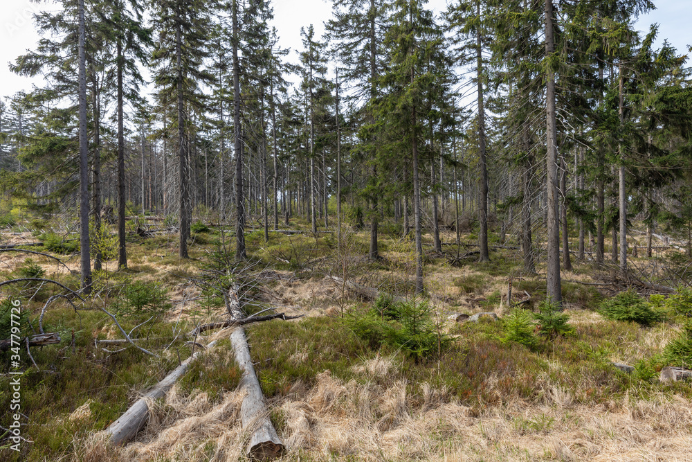 Obraz premium Forest in Stolowe Mountains National Park in Kudowa-Zdroj, Poland. A popular destination for trips in Poland.