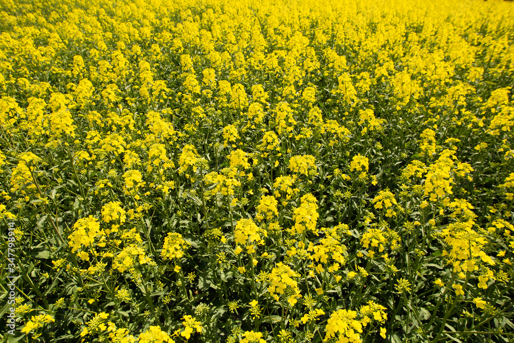 Bright colorful yellow flowers on rapeseed and greeen grass background texture