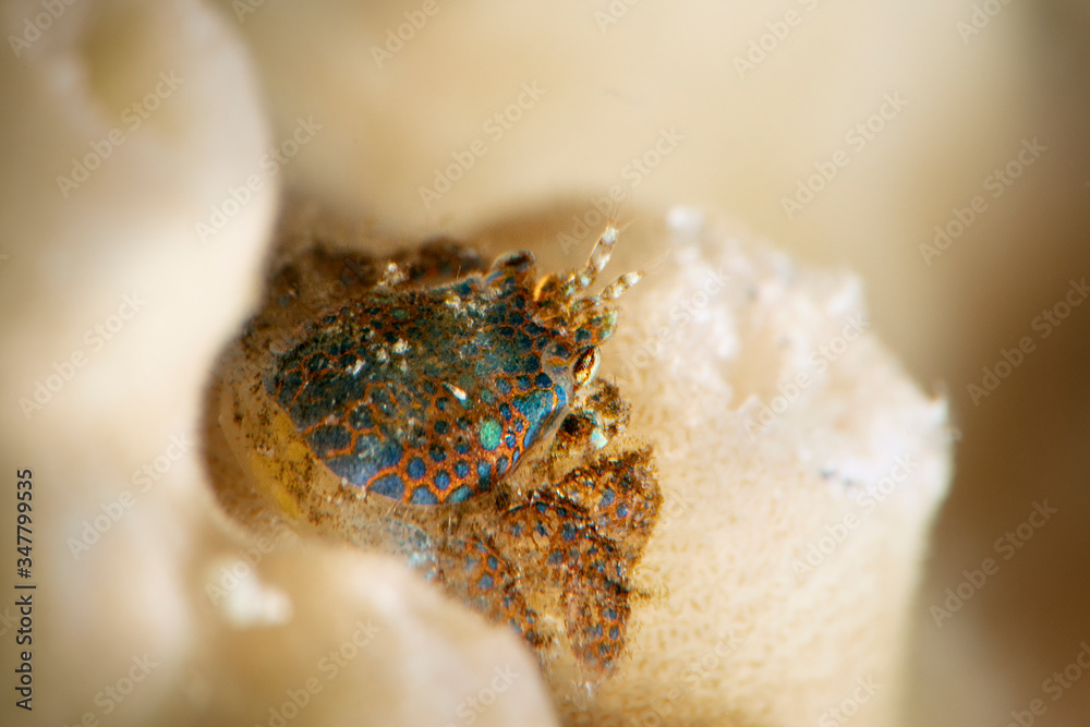 Obraz premium Coral gall crab (Pseudocryptochirus viridis). Underwater macro photography from Romblon, Philippines