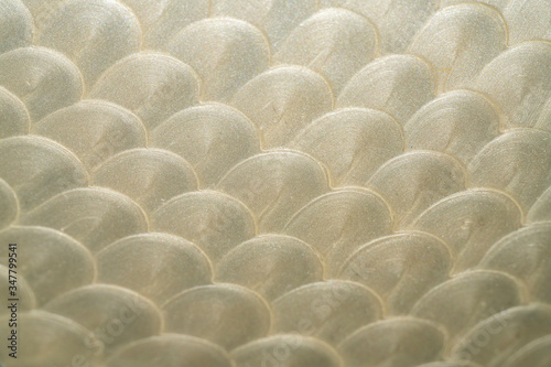 Texture honeycombs close-up white background.
