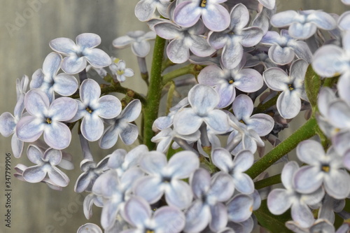 Beautiful closeup of a purple lilac – can be used as a background