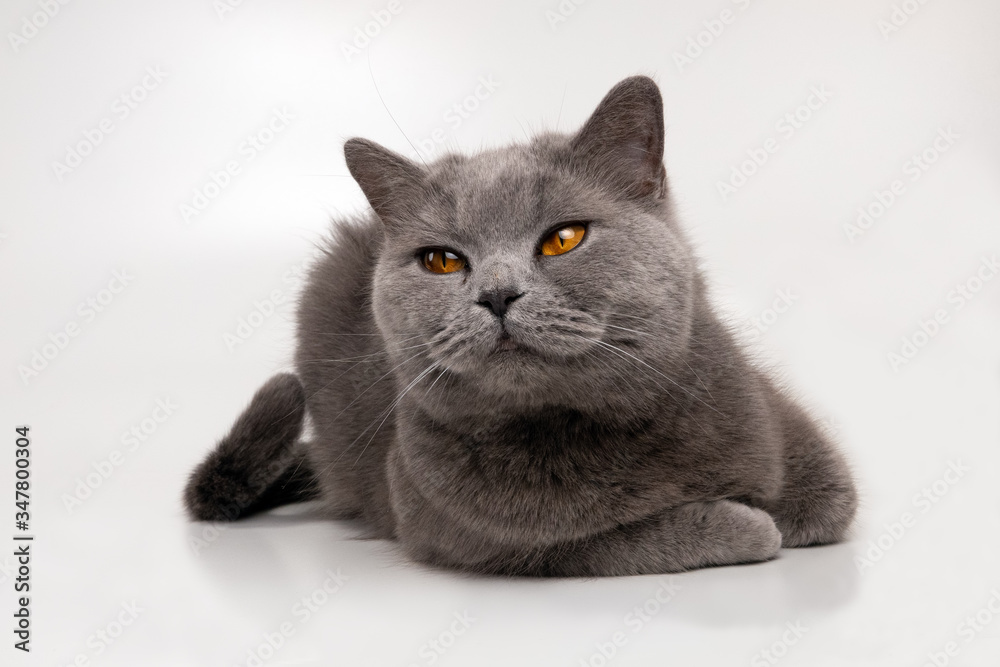 Studio portrait of a beautiful cat on a white background