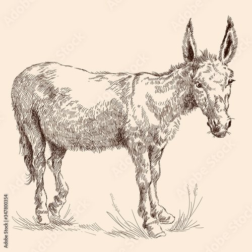 Donkey in the grass in vintage style on a white background.