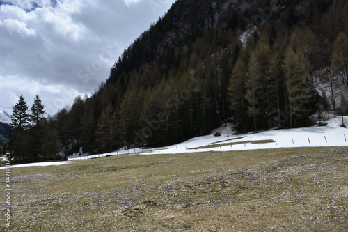 Matreier Tauernhaus, Felbertauern,  Blume, Blumen, Krokus, Krokusse, Frühblüher, Blumenmeer, Blütenmeer, Kelch, Blütenkelch, Blütezeit, April, Mai, Hochgebirge, Feld, Wiese, Feuchtwiese, Landwirtschaf photo