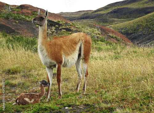 A cute guanaco mom with her new born baby in Torres del Paine National Park in Chile, Patagonia
