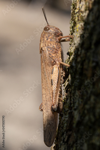 Close-up - Migratory Locust on a soft background