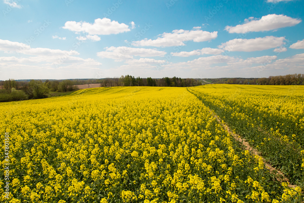 Bright colorful yellow flowers on rapeseed, field, greeen grass, blue sky and white clouds. Scenery landscape and pleasant sunny weather. Agriculture industry view