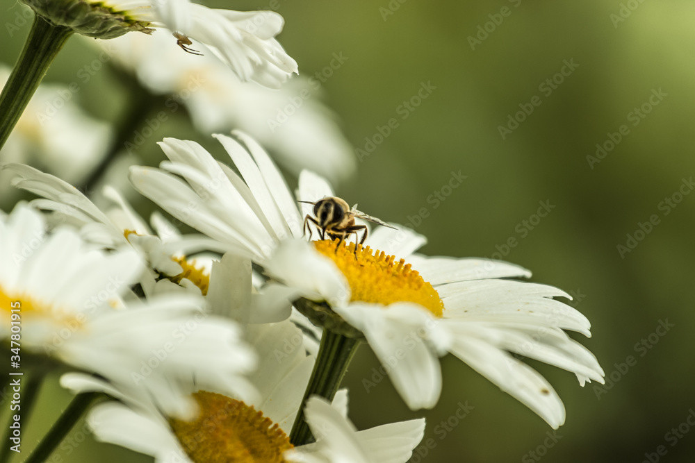 Fototapeta premium bee on camomile