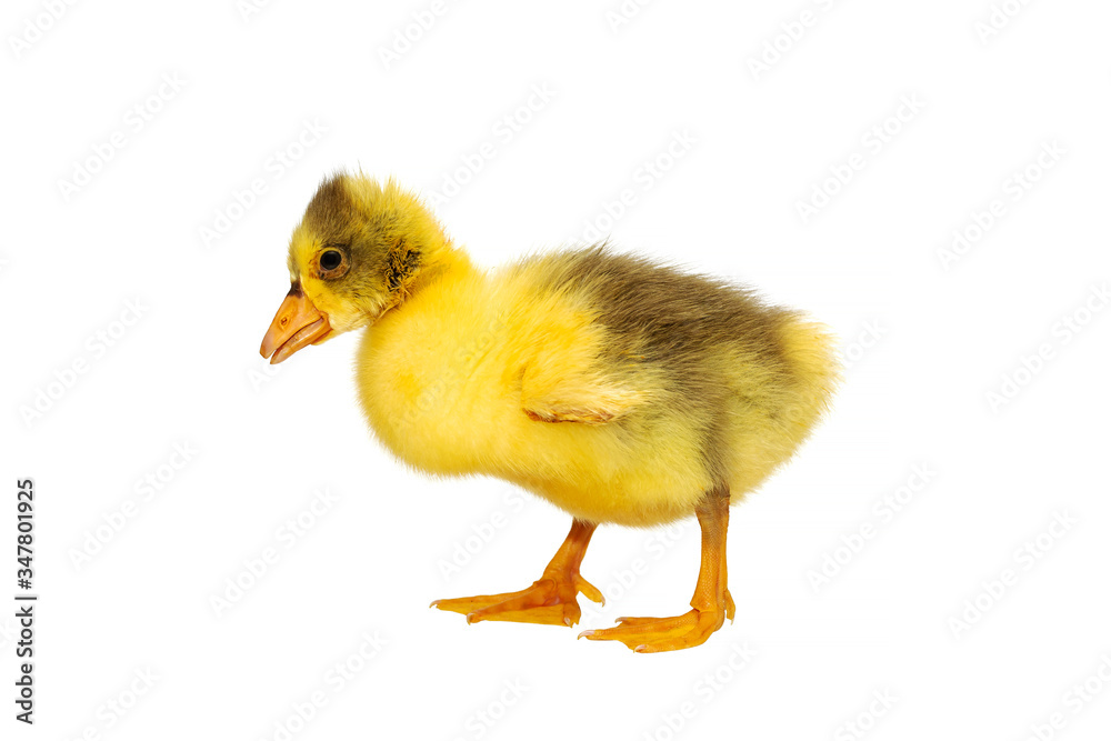 One young goose isolated on a white background. Newborn gosling isolated on white background. No shadows. Cute funny gosling on white background. A yellow fluffy, newborn goslings іsolated. One young goose isolated on a white background. Newborn gosling isolated on white background. No shadows. Cute funny gosling on white background. A yellow fluffy, newborn goslings іsolated.