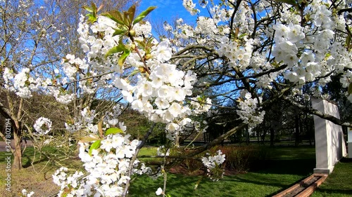 white flowers on apple tree against blue sky, Park Oliwa photo