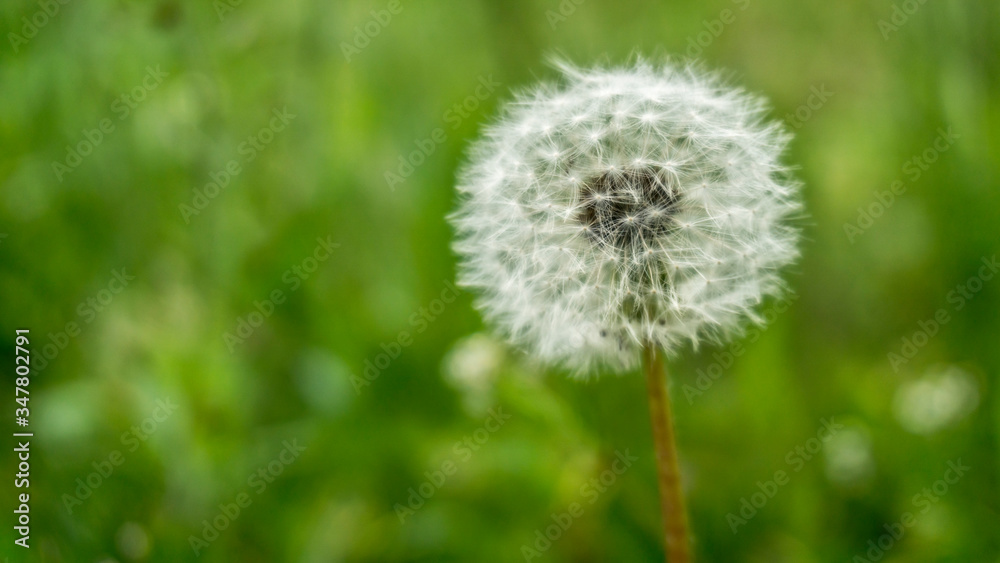 white dandelion on grass background