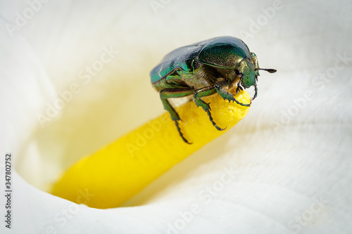 Beetle on a calla lily