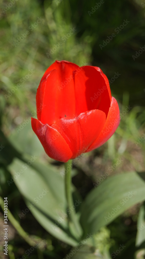 Fototapeta premium red tulip on a green background