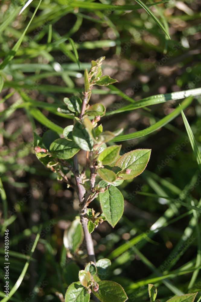 close up a green plant