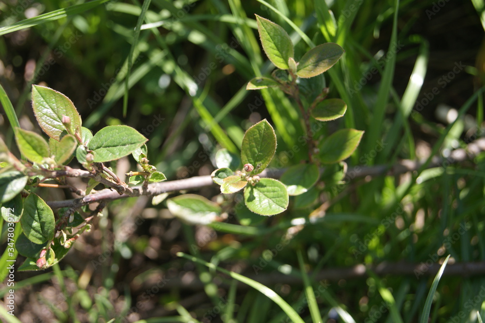 Obraz premium close up a green plant