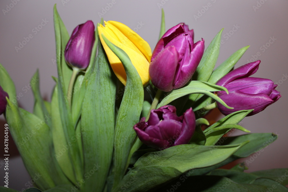 Fototapeta premium beautiful bouquet of tulips