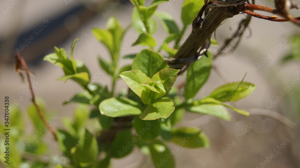 green leaves on a branch green leaves on a branch