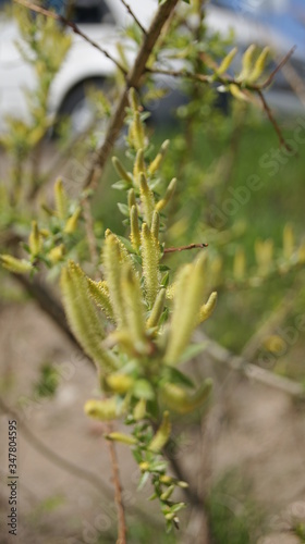 close up of a tree in the spring