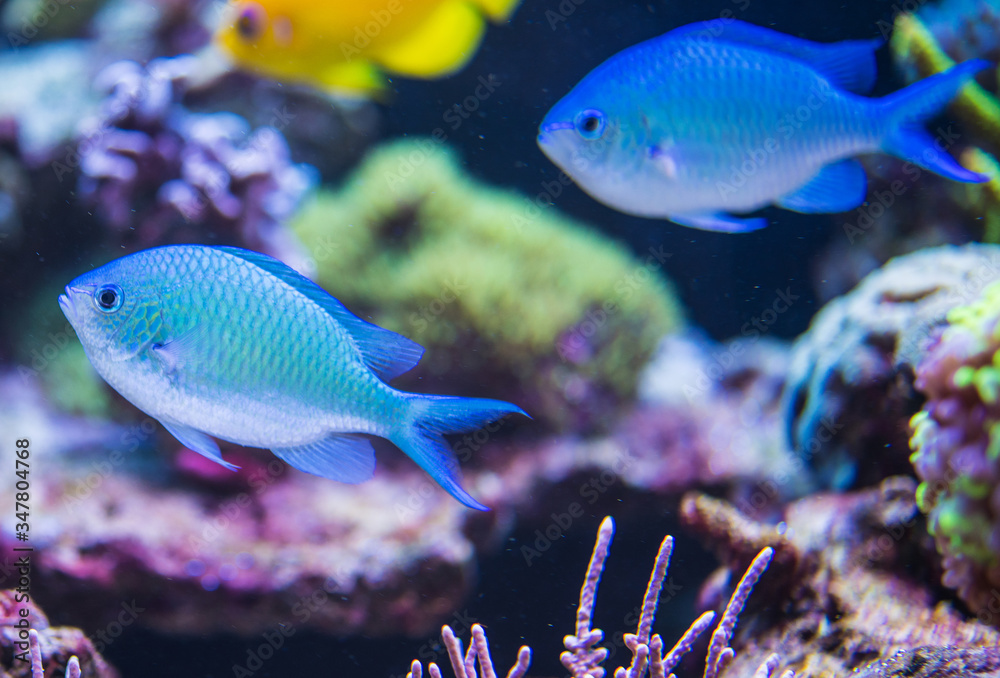 Close Up Of Blue And Yellow Small Fish In Natural Marine Environment. Close Up Of Blue And Yellow Small Fish In Natural Marine Environment.