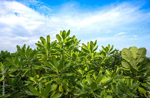 corn field in the summer