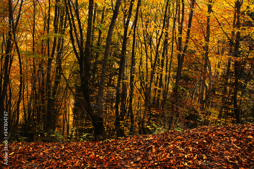autumn trees and leaves in forest