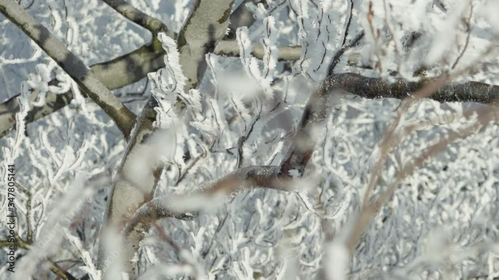 Frost-covered tree crown in a forest - closeup Frost-covered tree crown in a forest - closeup