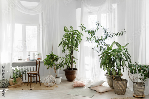 Minimalist white Scandinavian interior of living room with tuft root plants in flowerpots  rugs on the floor and small throw pillows on the wooden floor.