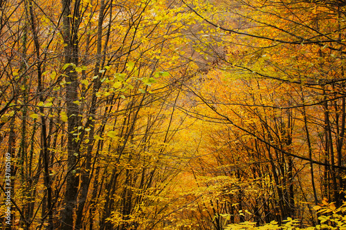 autumn trees and leaves in forest