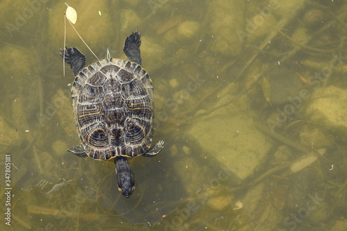 Yellow-bellied slider - Trachemys scripta scripta in the lake green water parco di monte Urpinu