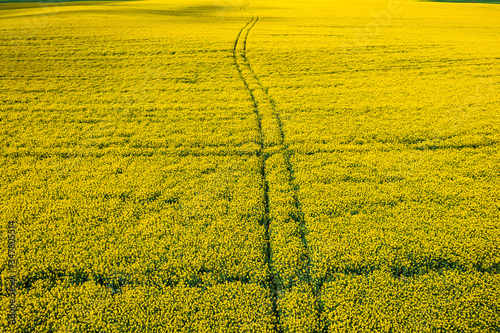 Yellow rape fields with tractor tracks, aerial view