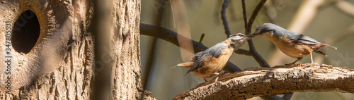 Eurasian Nuthatch in feeding / courting ritual, spring time