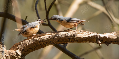 Bilde på lerret Eurasian Nuthatch in feeding / courting ritual, spring time