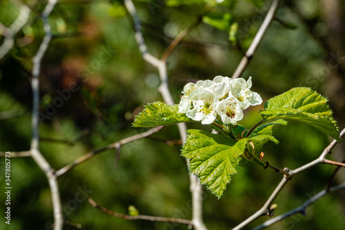 White inflorescences of flowers on branch of hawthorn submollisna against blurred dark background. Selective focus. Fresh wallpaper, nature background concept. There is place for text.