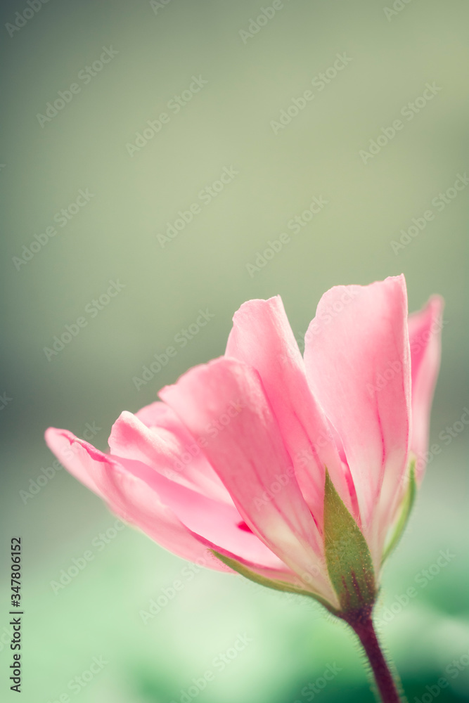 Pink geranium blossom macro - Isolated pink flower on a green background