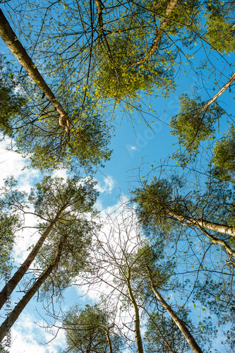 Fototapeta Naklejka Na Ścianę i Meble -  Look up, spójrz w niebo