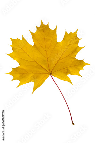 single leaf of maple tree isolated over white background