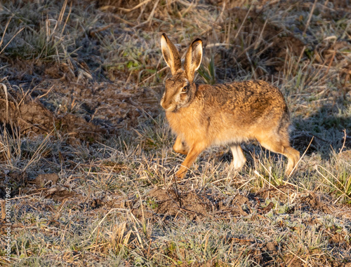 Brown Hare   European Hare