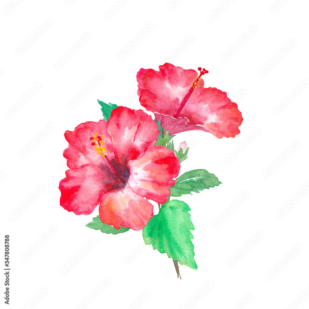熱帯の花ハイビスカス。水彩イラストのトレースベクター（レイアウト変更可能）