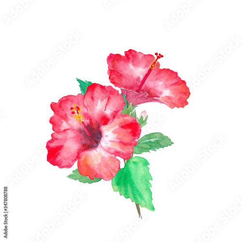 熱帯の花ハイビスカス。水彩イラストのトレースベクター（レイアウト変更可能）