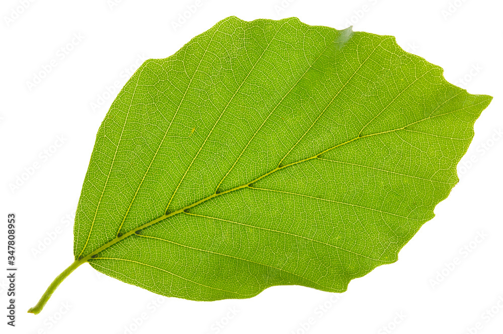 leaf of beech tree isolated - obrazy, fototapety, plakaty 