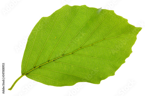 Fototapet leaf of beech tree isolated