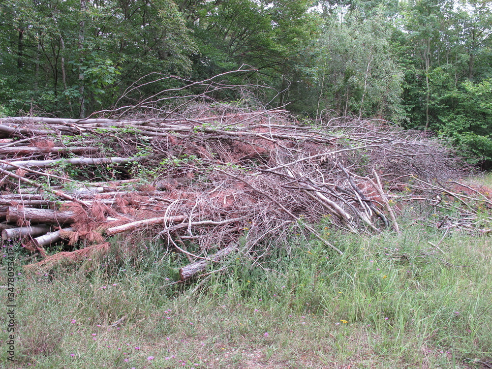 Forest maintenance and cleanup in the forest - dead wood in a clearing Forest maintenance and cleanup in the forest - dead wood in a clearing