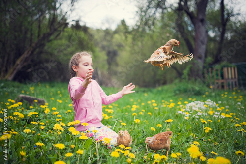 The chicken flew to the little girl. Kid with pet. Childhood in the countryside. Small farmer. Girl with poultry sitting in grass in a pink sweatshirt.