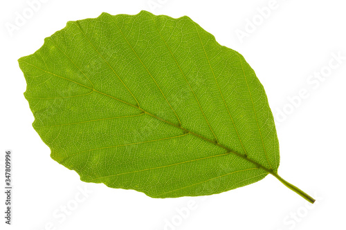 Photo leaf of beech tree isolated