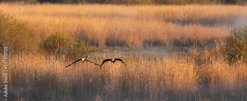 Common Cranes in flight