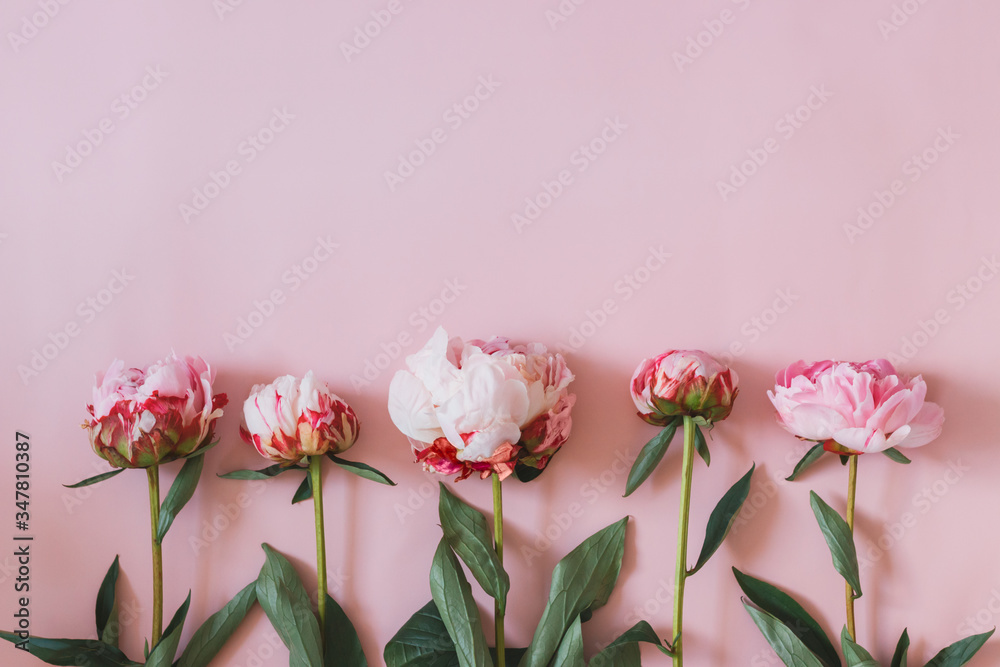 Beautiful pink peony flowers on pink background. Flat lay style with copy space.